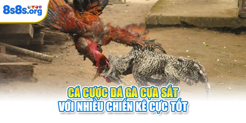 Cá cược đá gà cựa sắt với nhiều chiến kê cực tốt