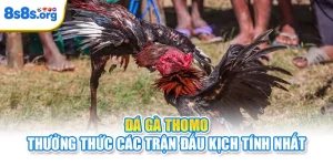 Đá Gà Thomo - Thưởng Thức Các Trận Đấu Kịch Tính Nhất