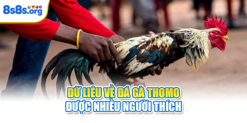 Dữ liệu về đá gà Thomo được nhiều người thích