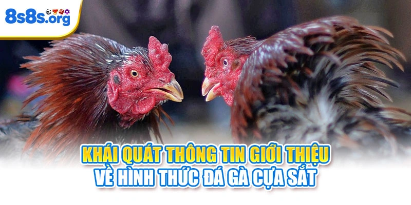 Khái quát thông tin giới thiệu về hình thức đá gà cựa sắt