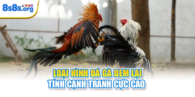 Loại hình đá gà đem lại tính cạnh tranh cực cao 