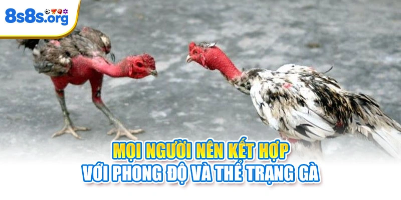 Mọi người nên kết hợp với phong độ và thể trạng gà