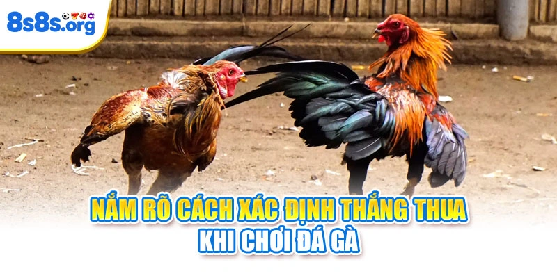 Nắm rõ cách xác định thắng thua khi chơi đá gà